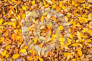 Leaves, Leaves, Leaves