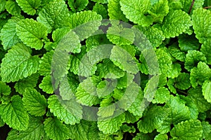 Leaves of Lemon balm, or Melissa officinalis photo