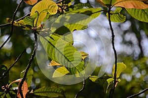 Leaves on a light background fall