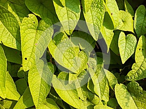 Leaves And Light Cast Background