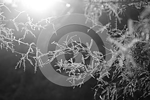 Leaves and Lights