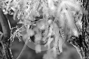 Leaves and Lights