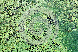 Leaves of lilies and caltrops on the water photo