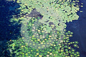 Leaves of lilies and caltrops on the water photo