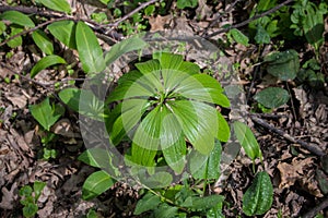 Leaves of the Lilium martagon