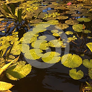 Leaves lily in the pond illuminated by the sun