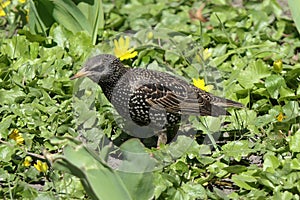 Between the leaves of Lily of the valley, in a green meadow with flowers, is a starling.