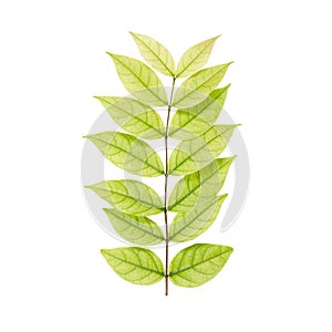 Leaves and Limb on White Background  Mok Tree