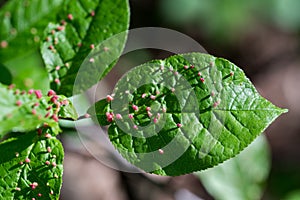 Leaves with lime gall mite (Eriophyes tiliae) selective focus