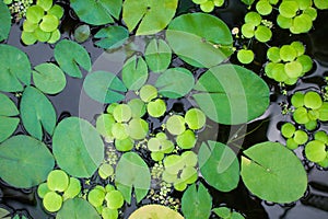 leaves of LIMNOBIUM SPONGE on the surface of the pond