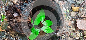 Leaves that live inside tree trunks