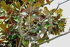 The leaves of loquat trees are yellow on one side and green on the other