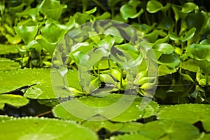 leaves of lotuses and water hyacinths on the surface of the pond