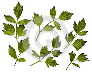 Leaves of lovage