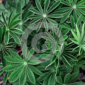 Leaves of lupine flowers. high angle view. moody floral, square