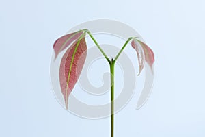 Leaves of a lychee plant in close-up on a white background