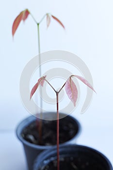 Leaves of a lychee plant in close-up on a white background