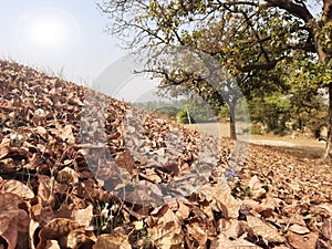 leaves lying on the ground . Sun shines on Dried leaves.