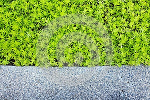 Leaves with mable background.