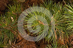 Leaves of Balkan Pine photo