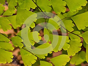 Leaves of a maidenhair fern plant clustered on wiry black stems.