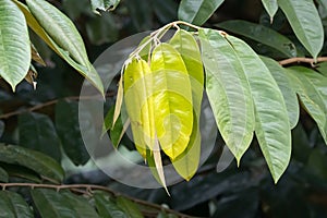 Leaves of Malay camphor, Dryobalanops aromatica