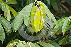 Leaves of Malay camphor, Dryobalanops aromatica