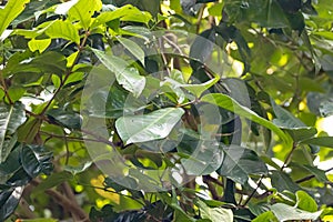 Leaves of a Malayan rose apple, Syzygium malaccense