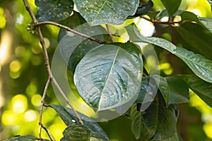 Leaves of a Malayan rose apple, Syzygium malaccense