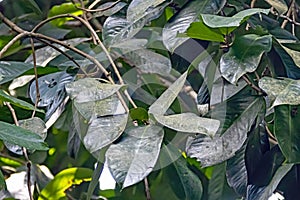 Leaves of a Malayan rose apple, Syzygium malaccense