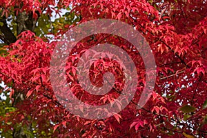 Leaves of Manchurian Maple or Acer mandshuricum in autumn sunlight background, selective focus, shallow DOF