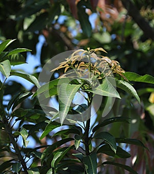 The leaves of this mango tree look fresh in the morning sun