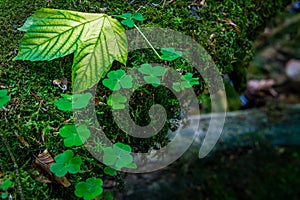 Leaves of maple leaf, abstract green texture