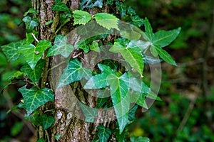 Leaves of maple leaf, abstract green texture