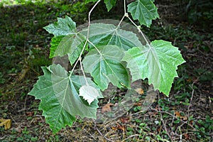 Leaves of maple platan Platanus Ã— hispanica Mill. ex MÃ¼nchh