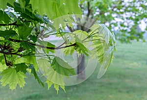 leaves of maple tree in spring