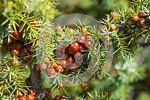 Leaves and mature cones of Juniper Juniperus oxycedrus..Close-up of  Juniper branch with orange-red seed cones in sunlight. Sele photo