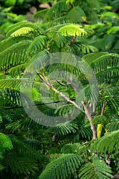 Leaves of Mayflower Tree