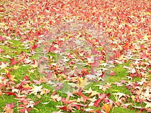 Leaves on a meadow