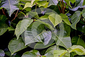 Leaves of the medicinal plant very poisonous poison sumac, Rhus toxicodendron, in summer, Bavaria, Germany