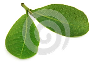 Leaves of Medicinal Terminalia arjuna