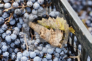 Leaves and Merlot clusters in a crate