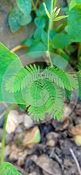 Leaves of Mimosa