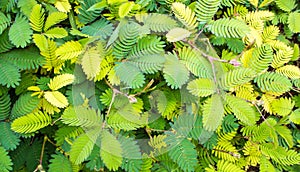 Leaves of Sensitive plant or mimosa pudica