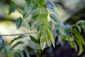 Leaves of a monkey pot, Lecythis pisonis