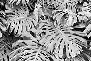 Leaves of Monstera deliciosa, the fruit salad plant, in black and white