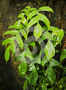 The leaves of the monstera plant in the garden