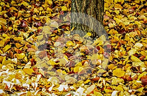 Leaves, and More Leaves, by tree