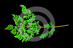 Leaves of Moringa oleifera on dark background.