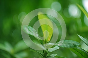 leaves in the morning, Close up green leaf texture as green nature abstract background